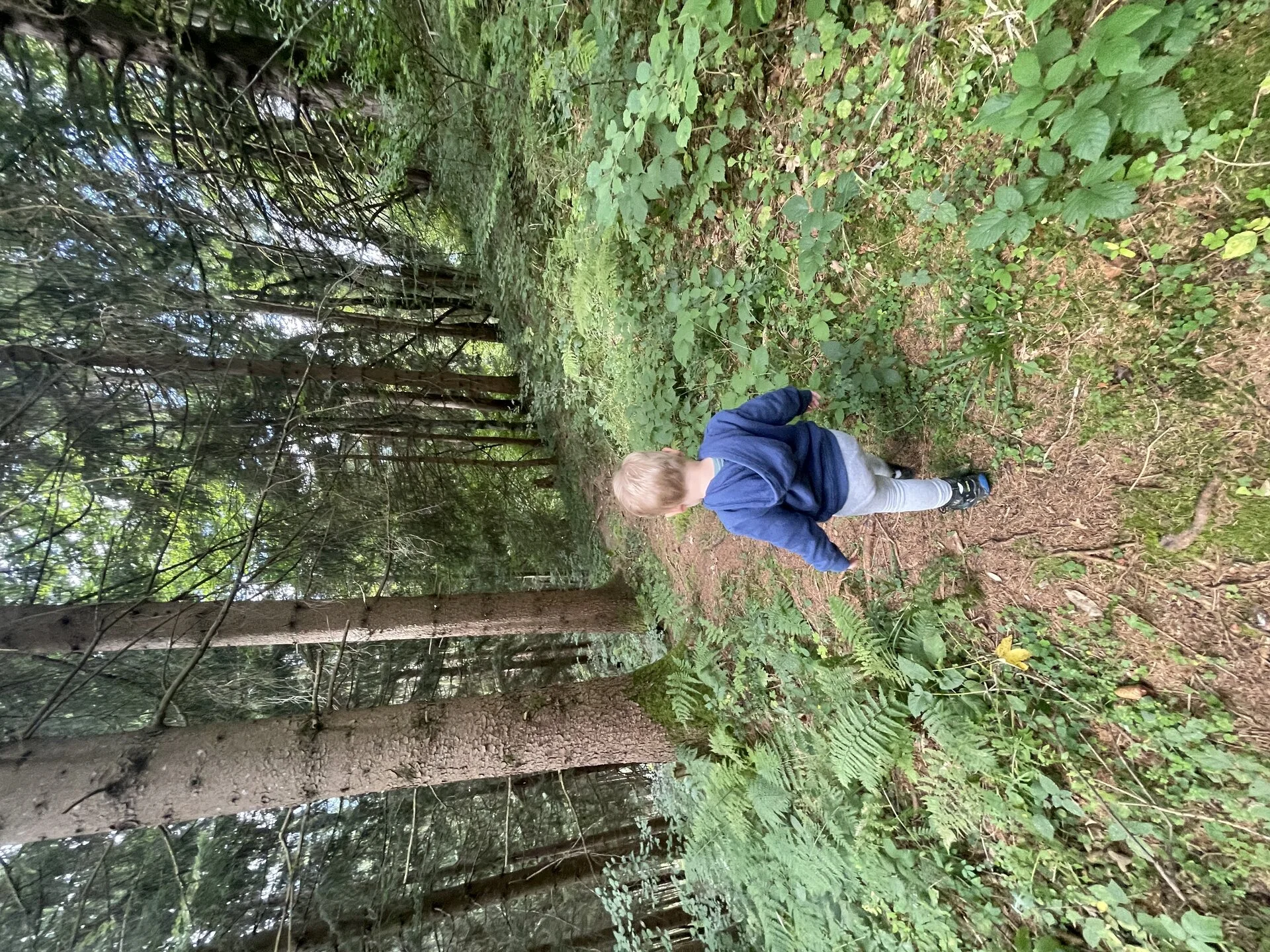 Der Wald  - Haus Sücka - Ferienhaus Haus Sücka Blons, Großes Walsertal